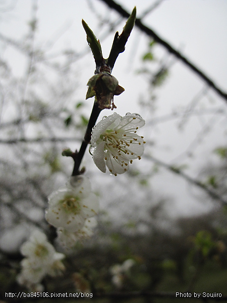 101226．新中橫一日遊 (22).jpg