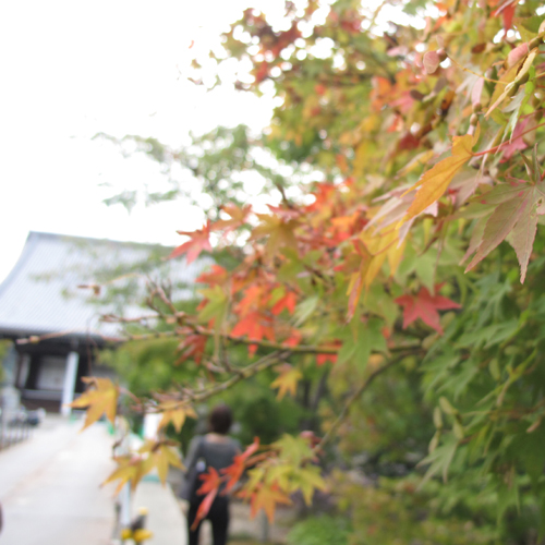 Soujiro in 光明寺.jpg