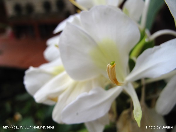 100101．古坑民宿二日 (75).jpg