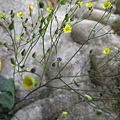 100101．古坑民宿二日 (201).jpg