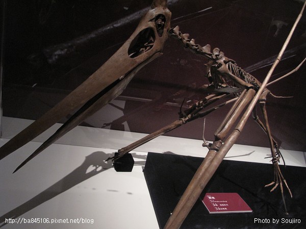 100117-2．中正紀念堂．世界恐龍展 (89).jpg