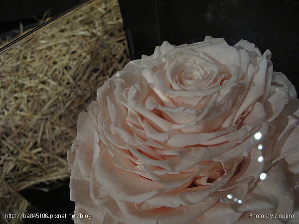 110101．2010台北花博-2 (86).jpg