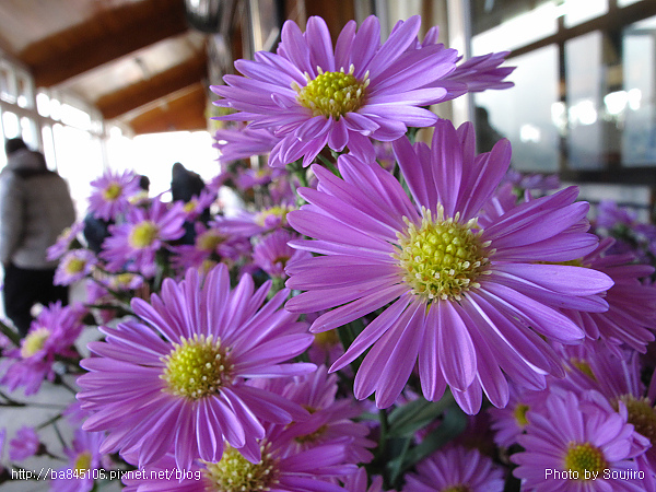 101226．新中橫一日遊 (60).jpg