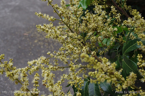 01.紅木農莊．活盆地 (73).jpg