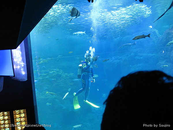 D2-07．新江之島水族館 (20).jpg