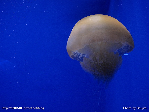 D2-07．新江之島水族館 (30).jpg