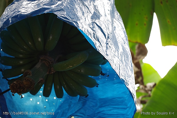 01.紅木農莊．活盆地 (79).jpg