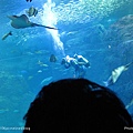 D2-07．新江之島水族館 (21).jpg