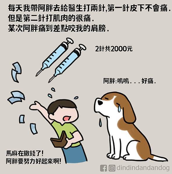 0135_阿胖犬瘟治療05