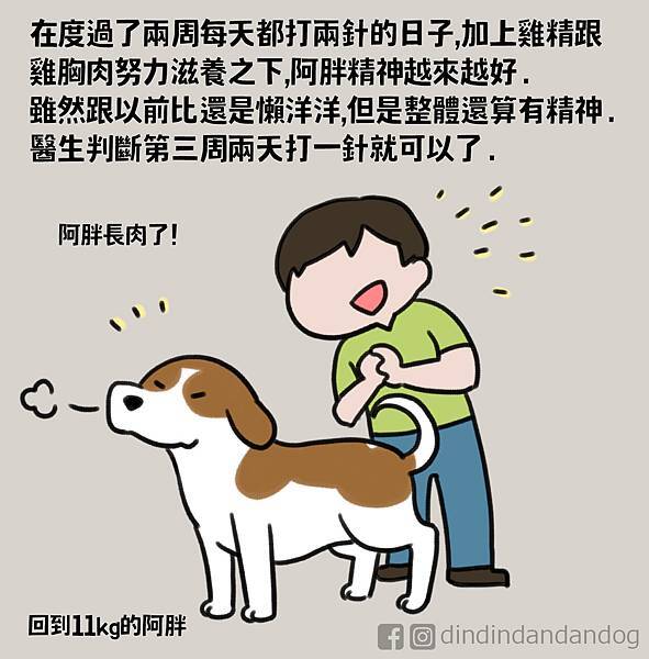 0135_阿胖犬瘟治療09