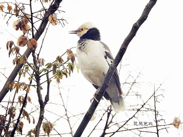 黑領椋鳥1