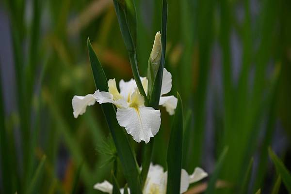 白色鳶尾花