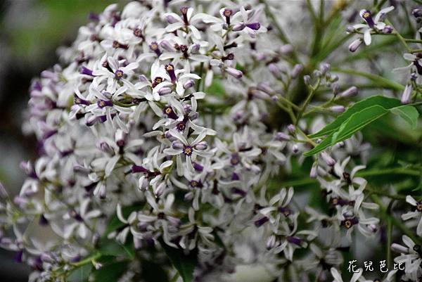 三鶯橋苦楝花10
