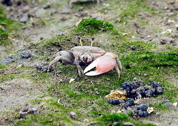 弧邊招潮蟹１