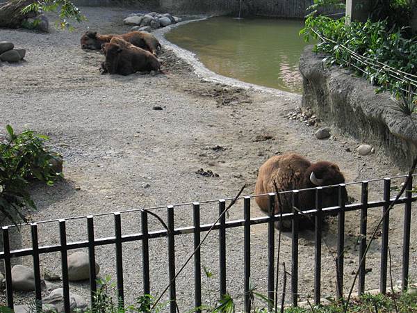 可愛的不知道是什麼動物