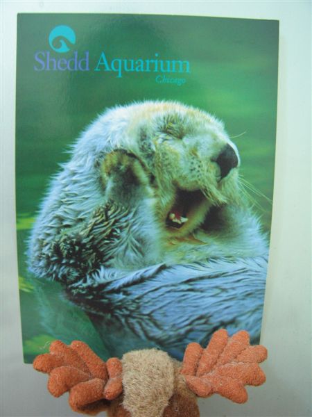 Chedd Aquarium in Chicago-2007.02