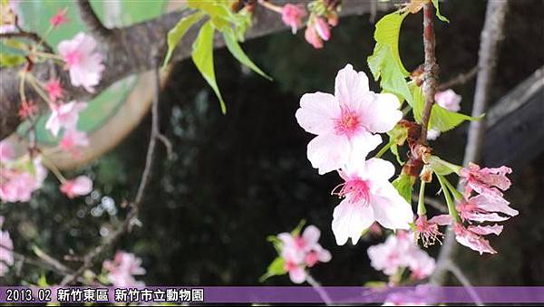 新竹動物園