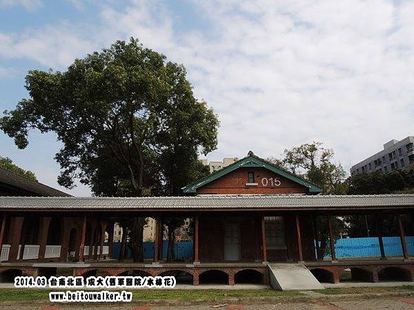 舊軍醫院_成大_木棉花