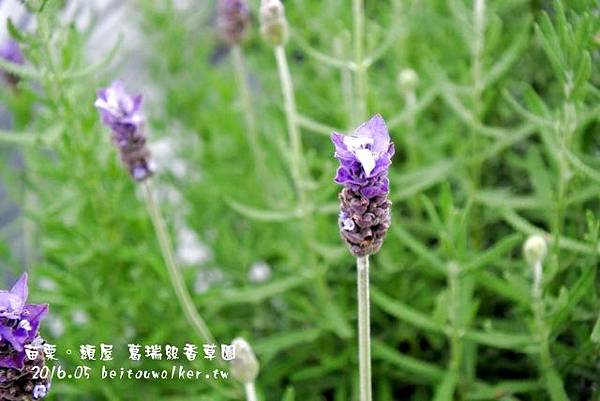 葛瑞絲香草園