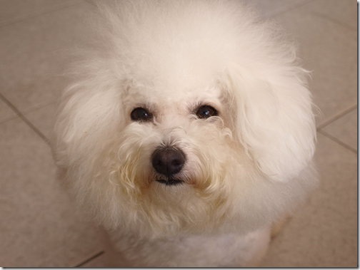 比熊犬-寶貝 比熊犬-寶貝