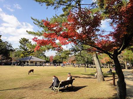 奈良公園-4.JPG