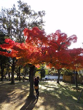 東大寺-7.JPG