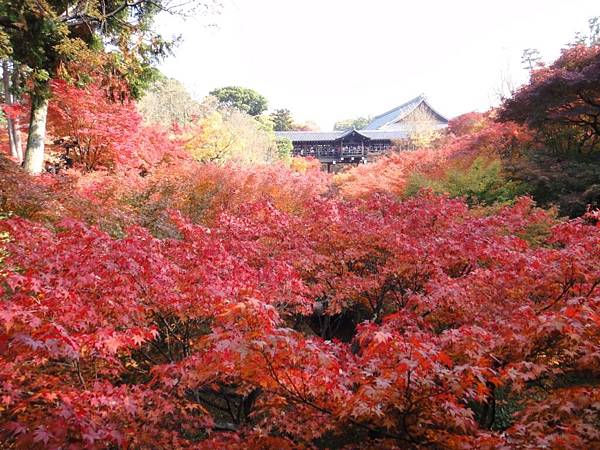 東福寺-16.JPG