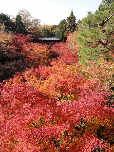 東福寺-26.JPG