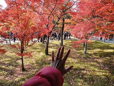 東福寺-31.JPG