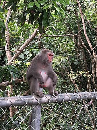 1060121-壽山動物園-4.JPG