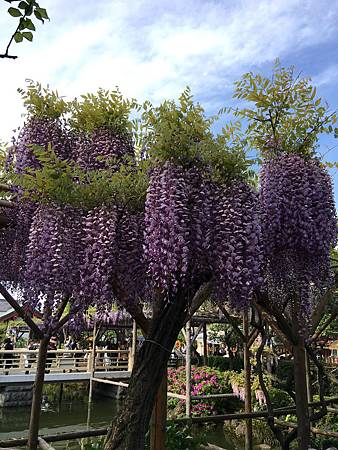 DAY3-龜戶天神社.17.JPG