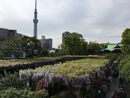 DAY3-龜戶天神社.20.JPG