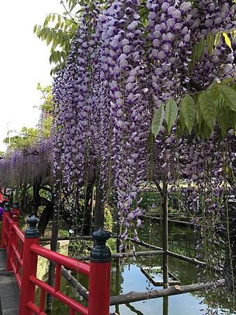 DAY3-龜戶天神社.23.JPG