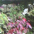 IMG1305A.jpg