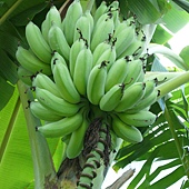 天賜農場-有機香蕉 (3).JPG