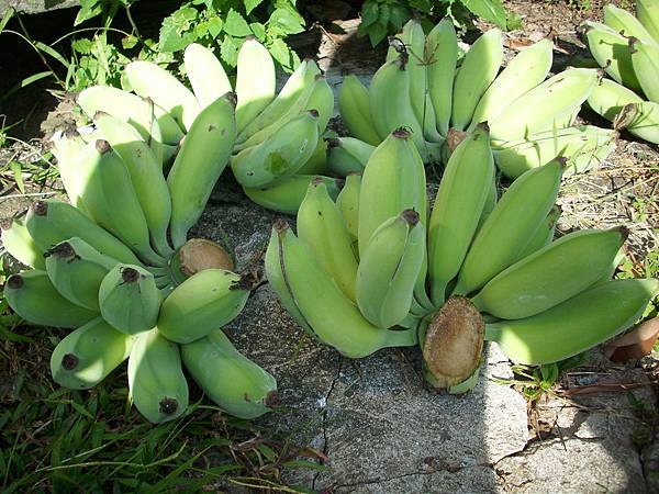 天賜有機農場-有機香蕉.JPG