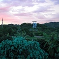 20110617小提琴社採荔枝 (16).jpg