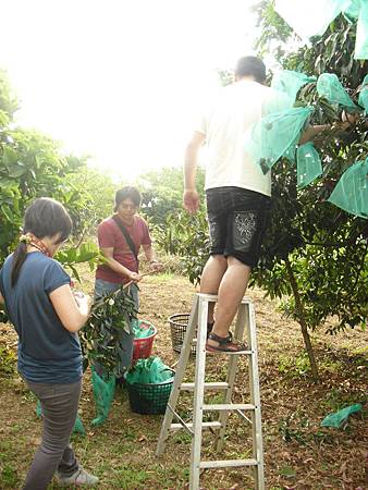 20110619荔枝採收-天賜有機農場.JPG