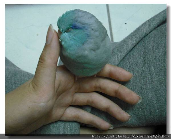 翻譯 碎念 鳥奴豆 睡眠對鸚鵡的重要性 Happy Birds Day 痞客邦