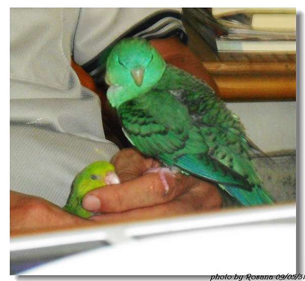 翻譯 碎念 鳥奴豆 睡眠對鸚鵡的重要性 Happy Birds Day 痞客邦