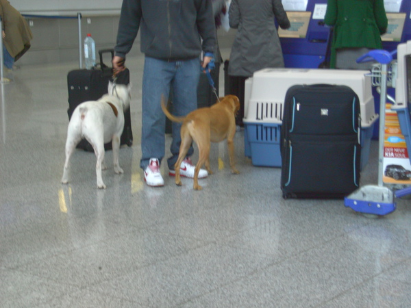 法蘭克福機場檢疫犬