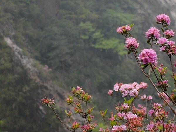 路旁的杜鵑花