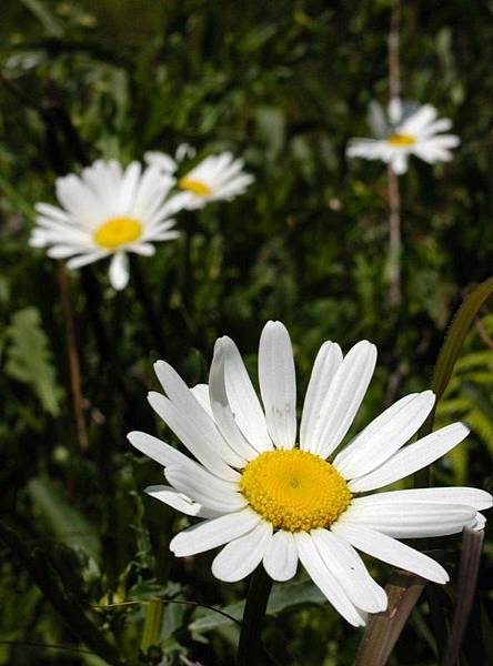 觀高的法國菊2