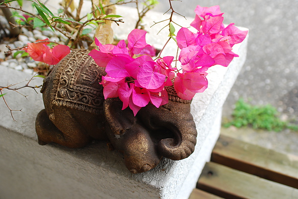 DSC_0405.JPG