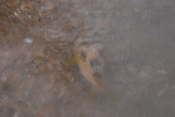 DSC_0327.JPG