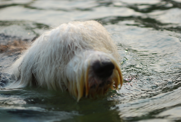 DSC_0130.JPG