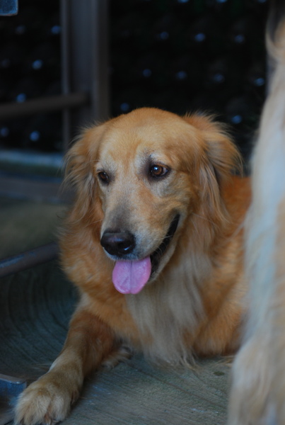 DSC_0828.JPG