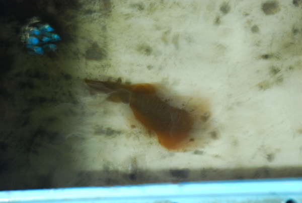 DSC_0401.JPG