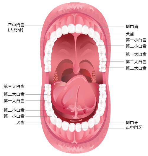 牙齒矯正 Part 2