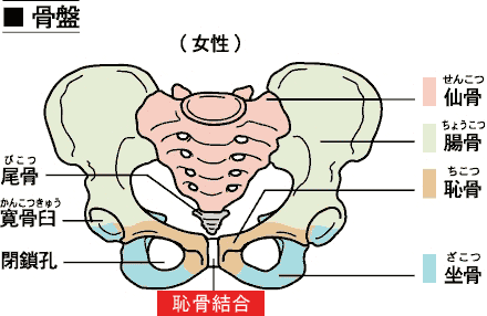 37 4 原來恥骨痛是這樣的痛 Eyiz 動動手指頭 記錄小生活 痞客邦